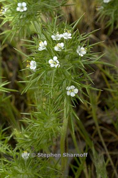 navarretia intertexta 2 graphic